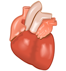 heart drawing